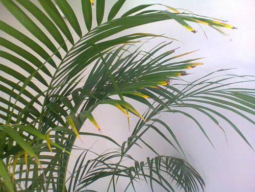 сохнут листья у пальмы
