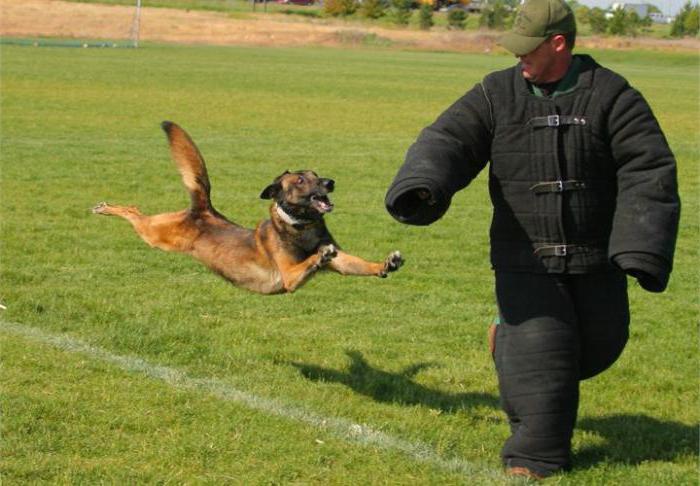 дрессировка полицейских собак
