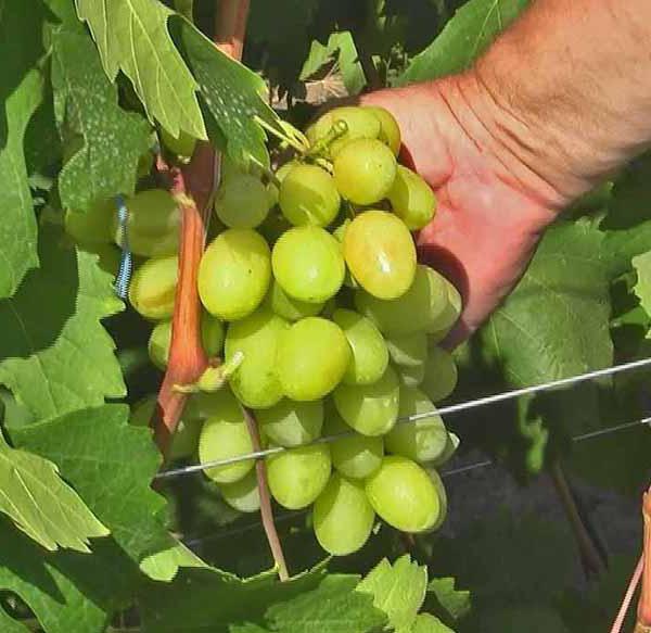 выращивание винограда в средней полосе для начинающих