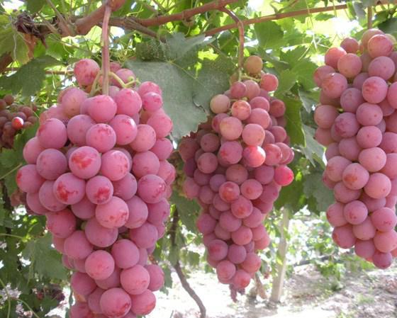  виноград гелиос отзывы