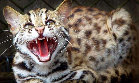 леопардовый кот