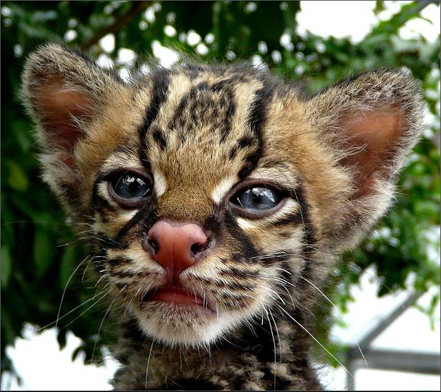 азиатский леопардовый кот