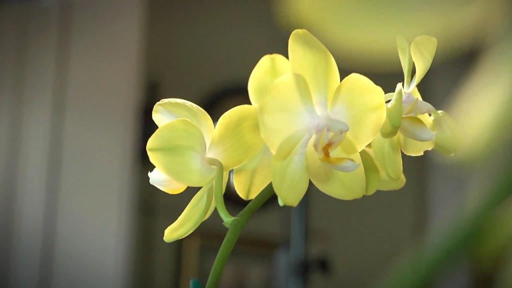 Умножение орхидеи