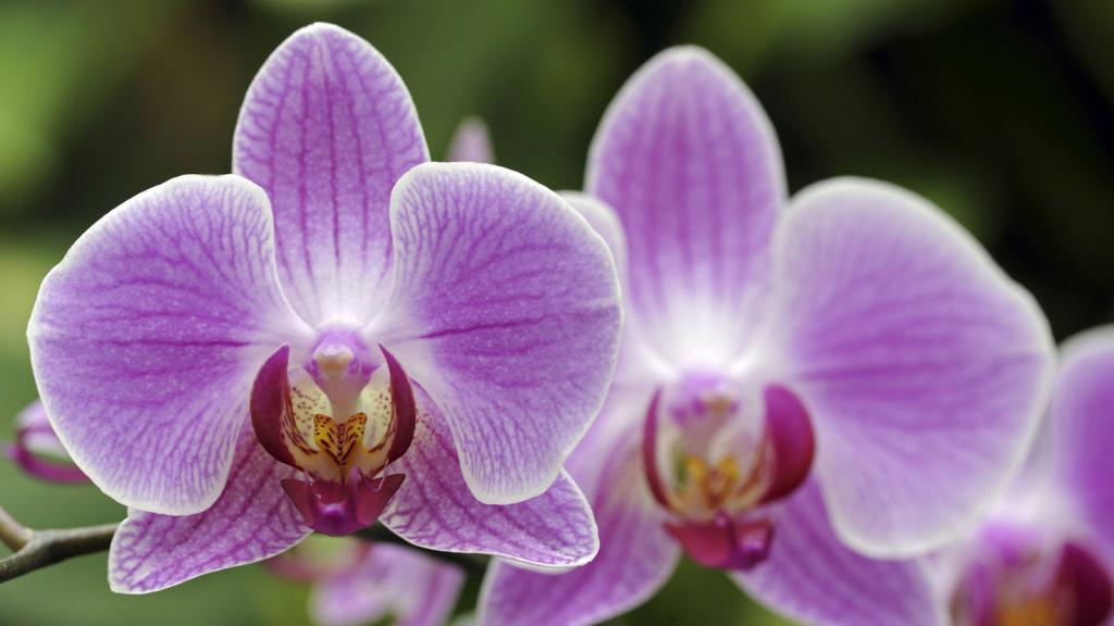 Орхидея: размножение, уход
