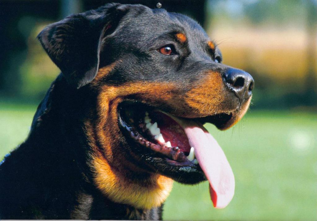 ротвейлер собака описание характер породы