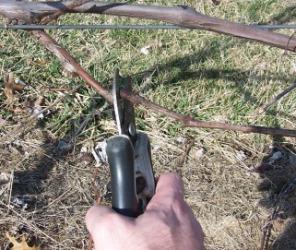 обрезка и формирование виноградного куста