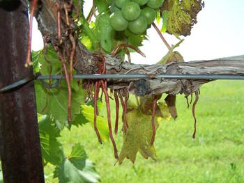 формирование виноградного куста первый год