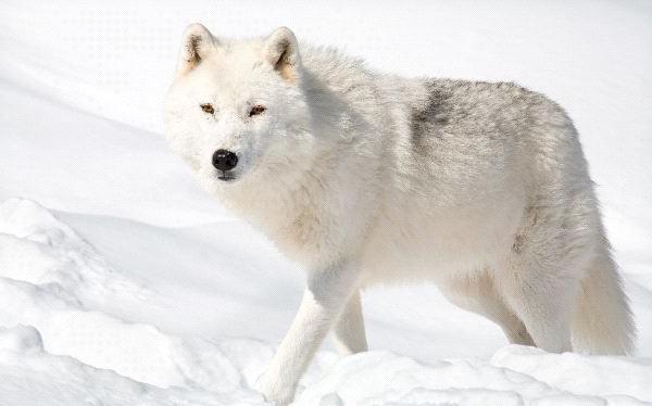 арктический полярный волк