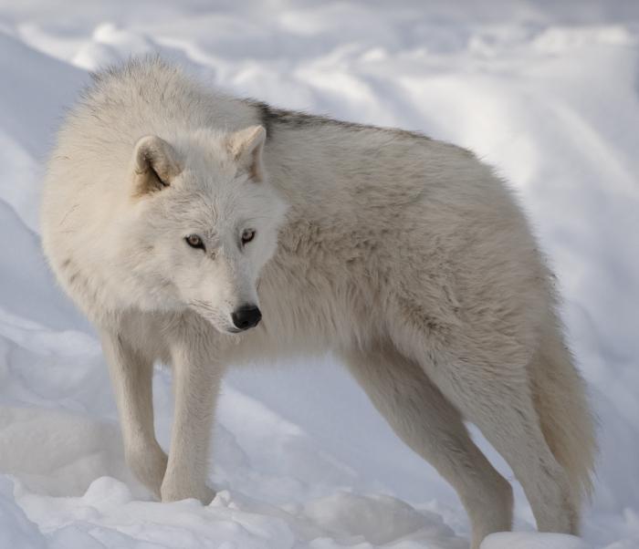 полярный волк описание