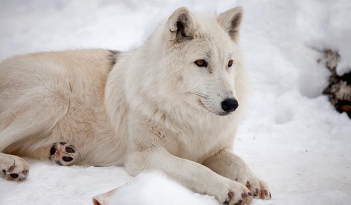 полярный волк тундры