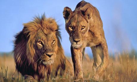 львы африки