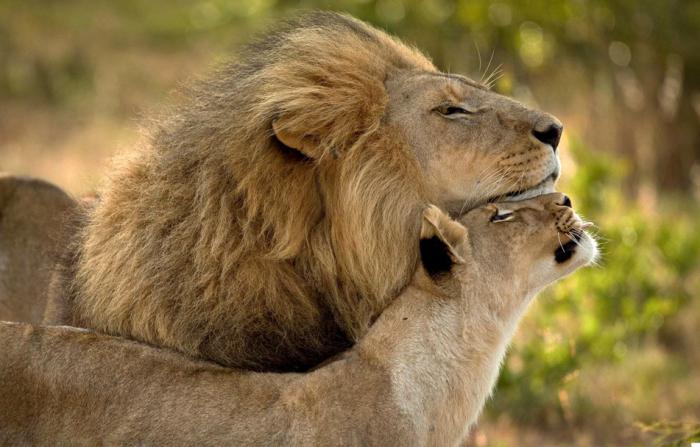 дикая природа африки львы