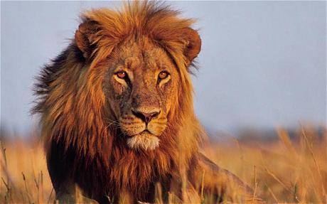 животные африки лев
