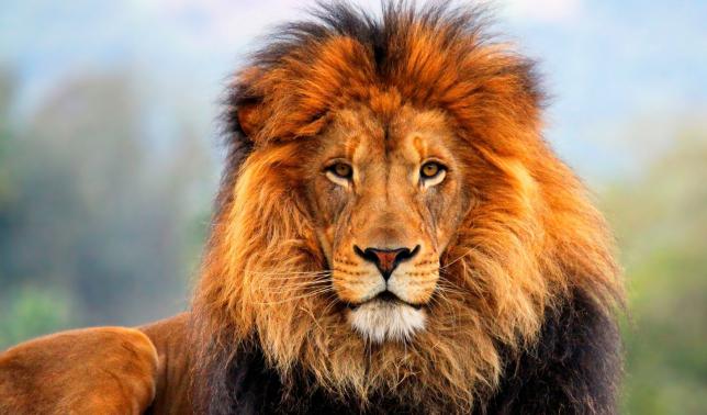 дикая африка львы