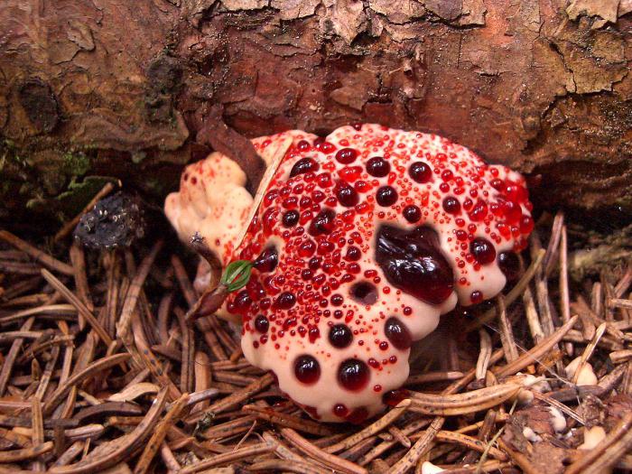кровоточащие грибы