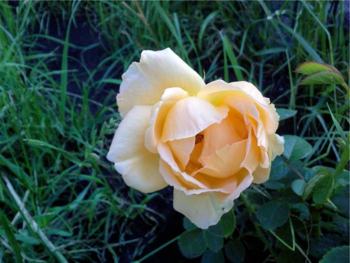 роза бордюрная описание