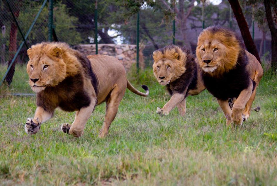 Охота львов
