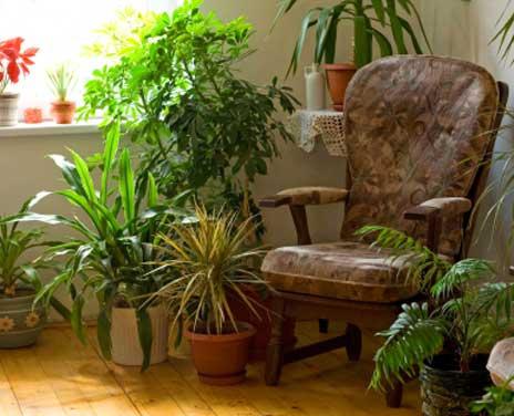 какие комнатные растения должны быть в доме