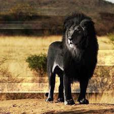 черный лев существует