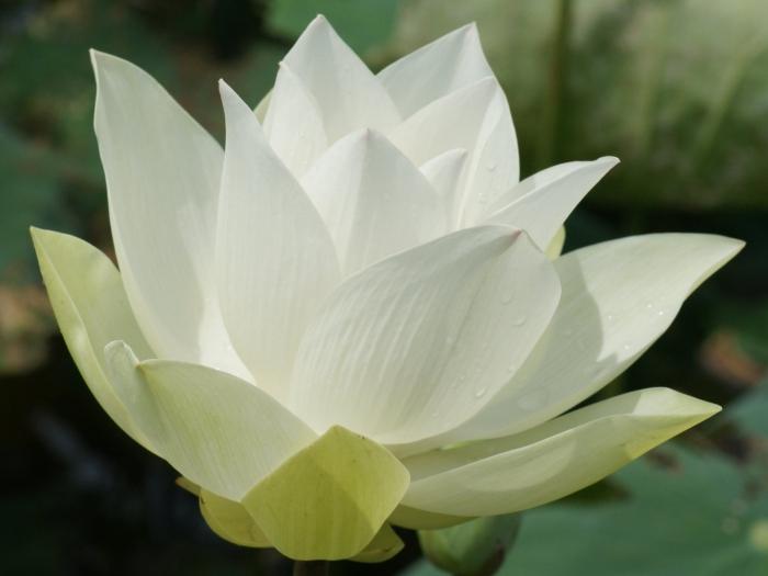 белый лотос цветок