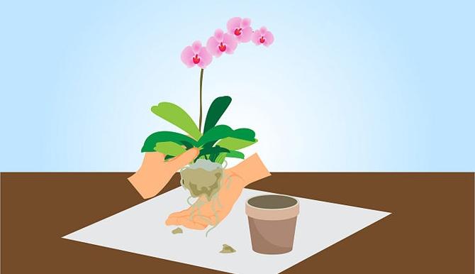 пересадка и размножение орхидей