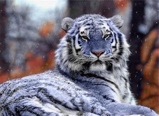 мальтийский голубой тигр