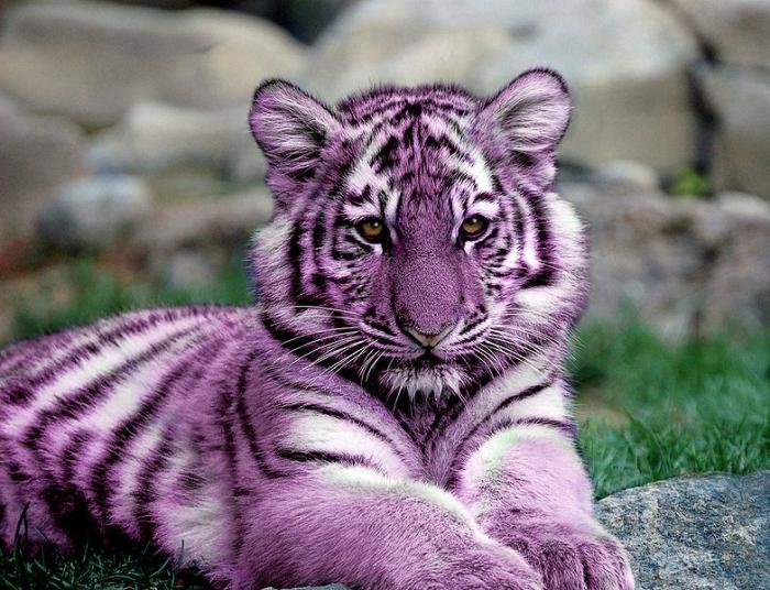 мальтийский тигр фото