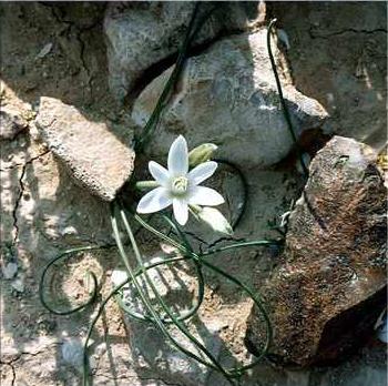 платонов неизвестный цветок краткое содержание