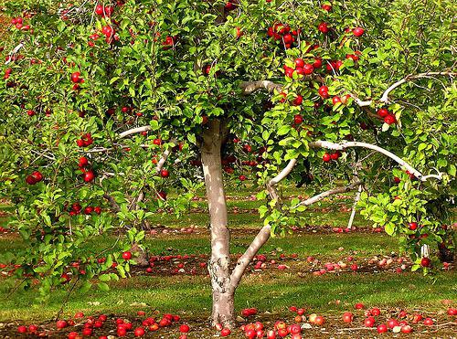 уход за яблонями весной