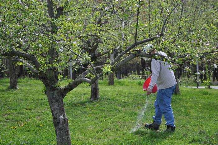 уход за яблонями молодыми весной