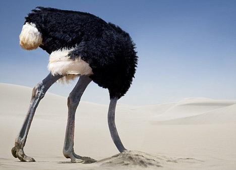 страусы прячут голову в песок