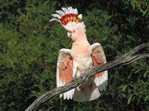 попугаи какаду