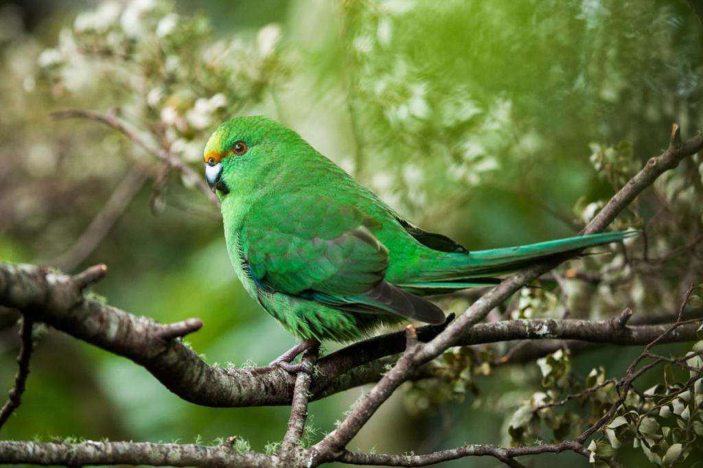 Новозеландский горный попугай