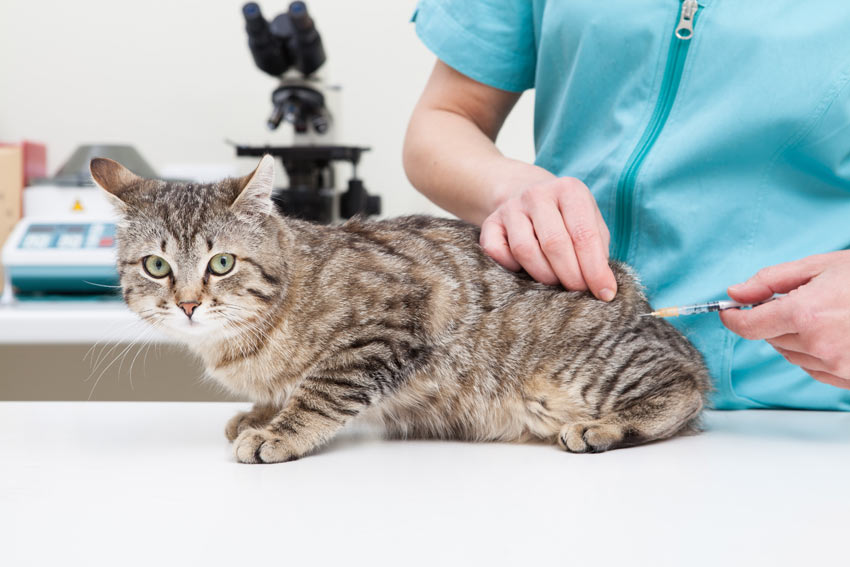 Цирроз печени у кошек и котов: причины, симптомы и лечение