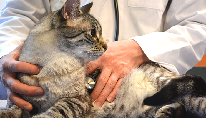 Цирроз печени у кошек и котов: причины, симптомы и лечение