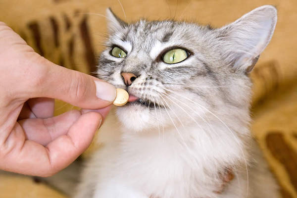 как дать таблетку коту
