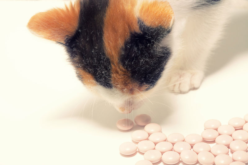 лекарства для домашних животных