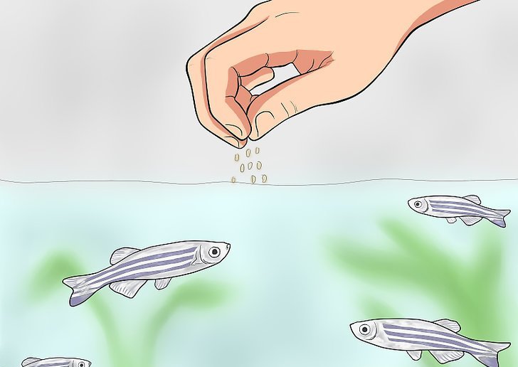 корм для рыбок