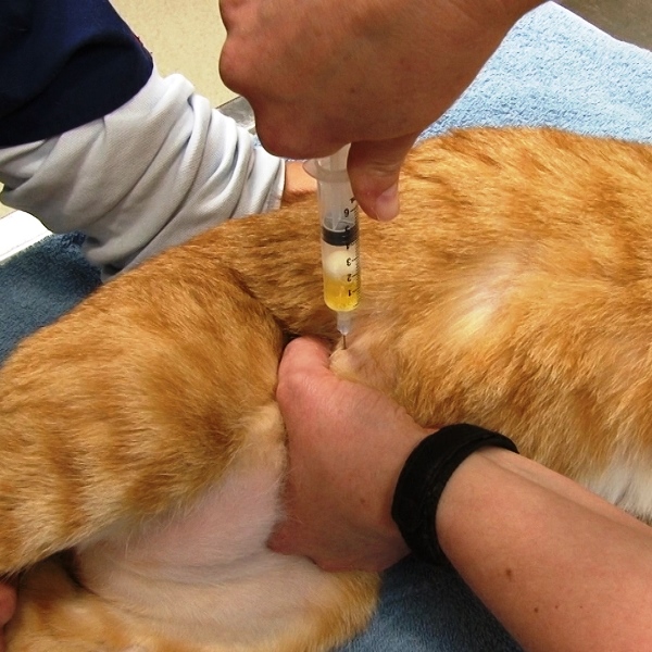 Катетеризация мочевого пузыря у кота: техника проведения и последствия