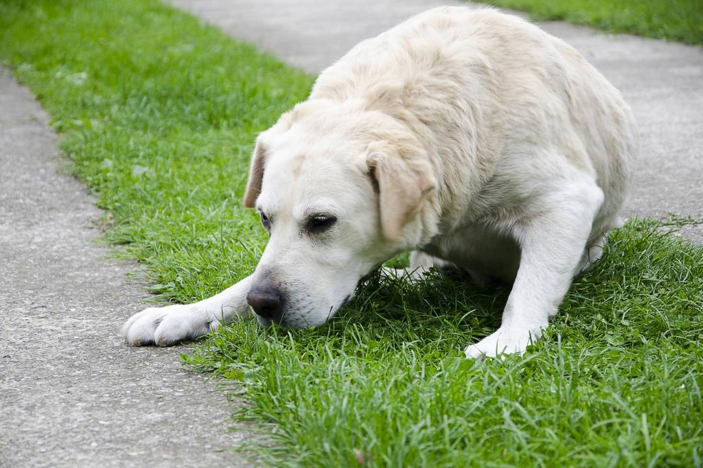 собака ищет траву