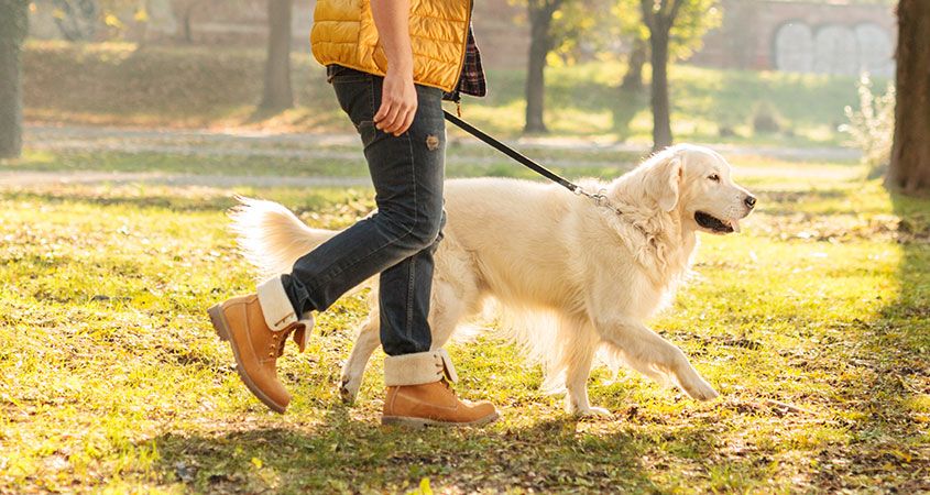 Желтая рвота у собак: описание симптомов, причины, первая помощь и лечение