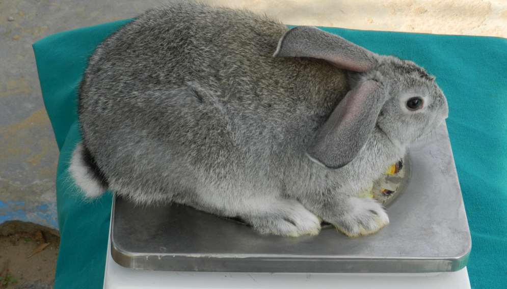 вес кролика