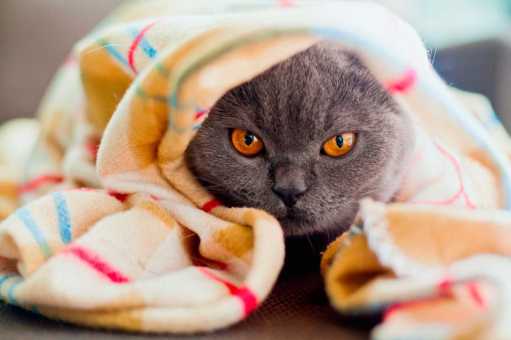 кот под одеялом