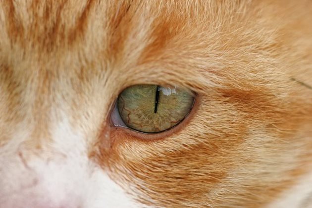 "Левомицетин" для кошек: показания, способы применения и дозировки