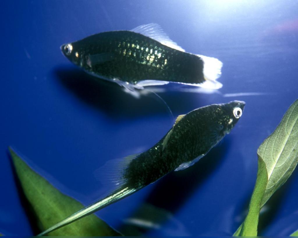 Рыбка меченосец: содержание и уход