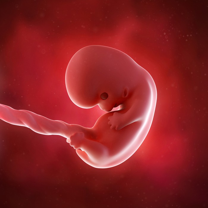 Первый месяц эмбриона