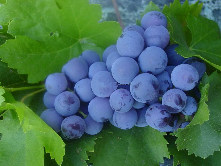 Виноград для вин