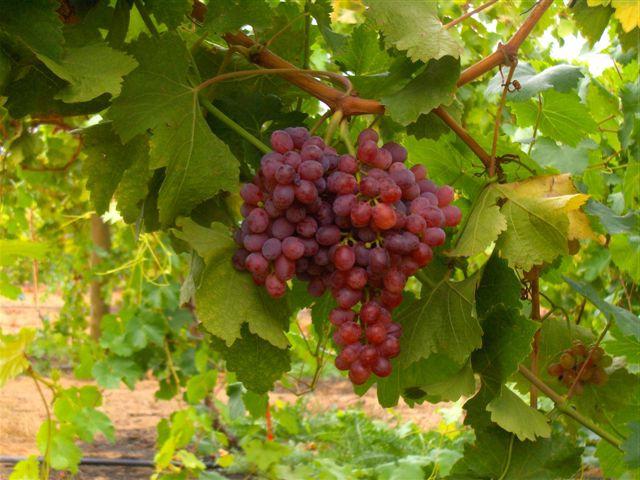 Сорта винограда для Сибири 