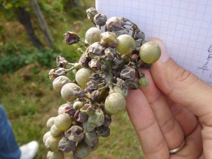 Оидиум - грибная болезнь винограда