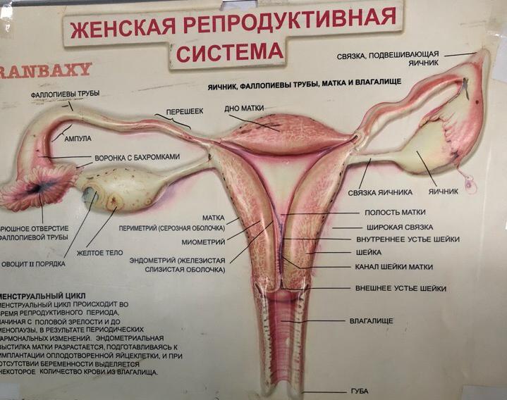 Строение женской репродуктивной системы